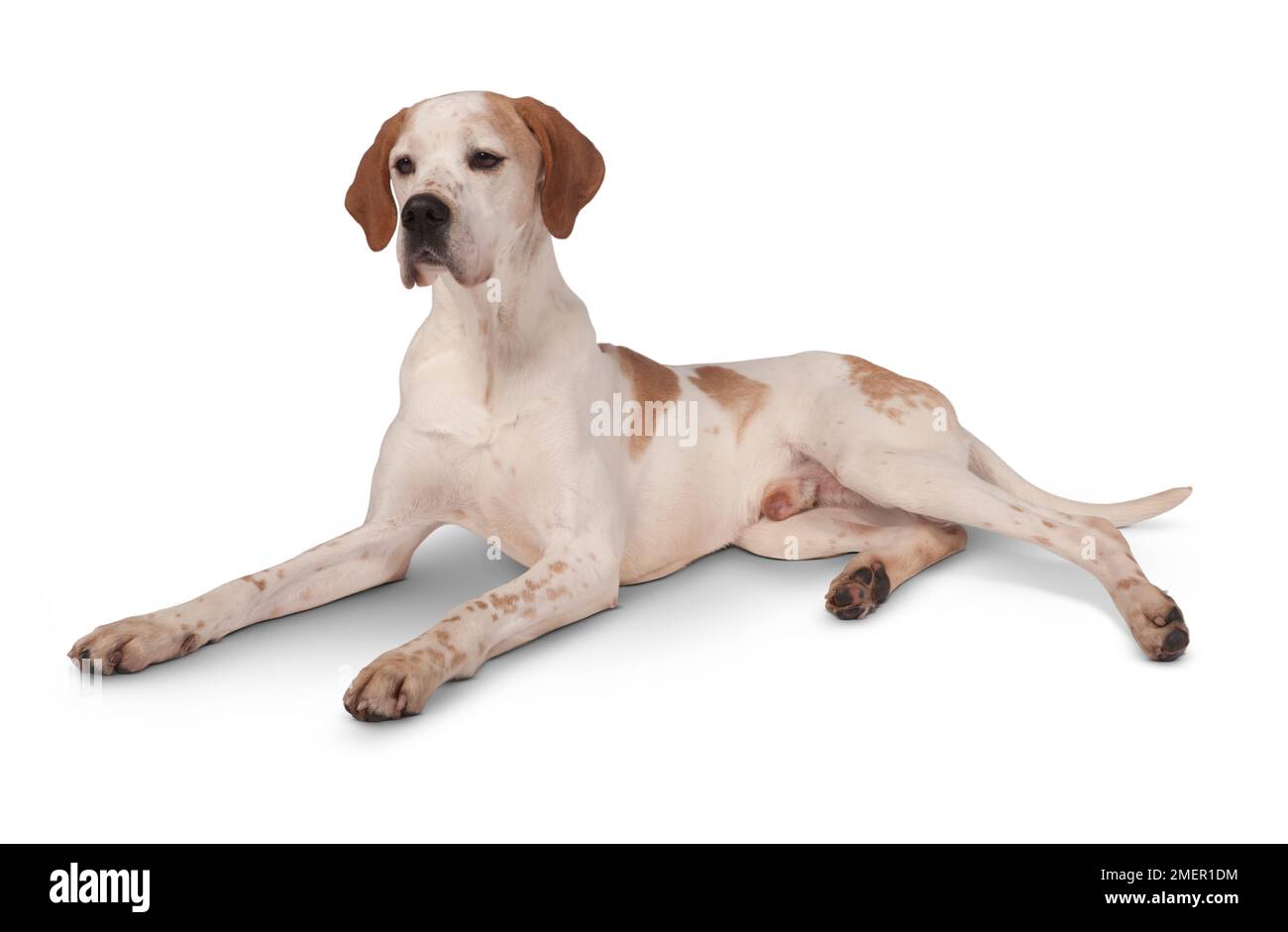 Orange et Blanc chien Pointer Anglais, 5 ans Banque D'Images