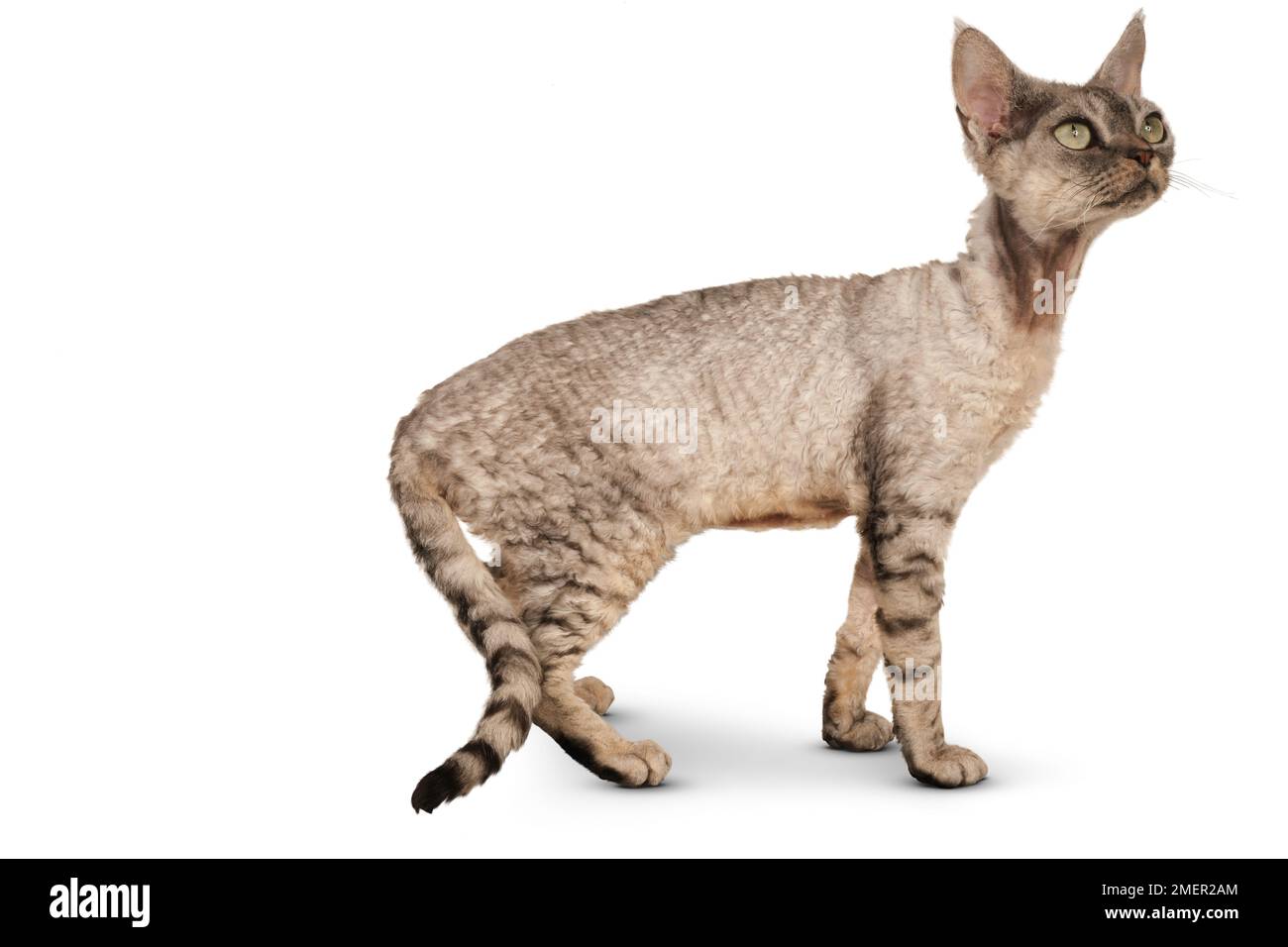 Devon Rex Cat, un chat de race pure, debout, vue latérale Banque D'Images