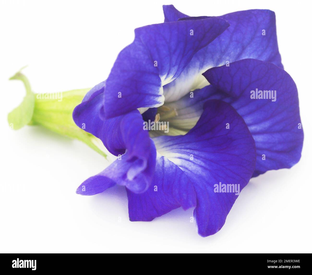 Clitoria ternatea ou aparajita bleue sur fond blanc Banque D'Images