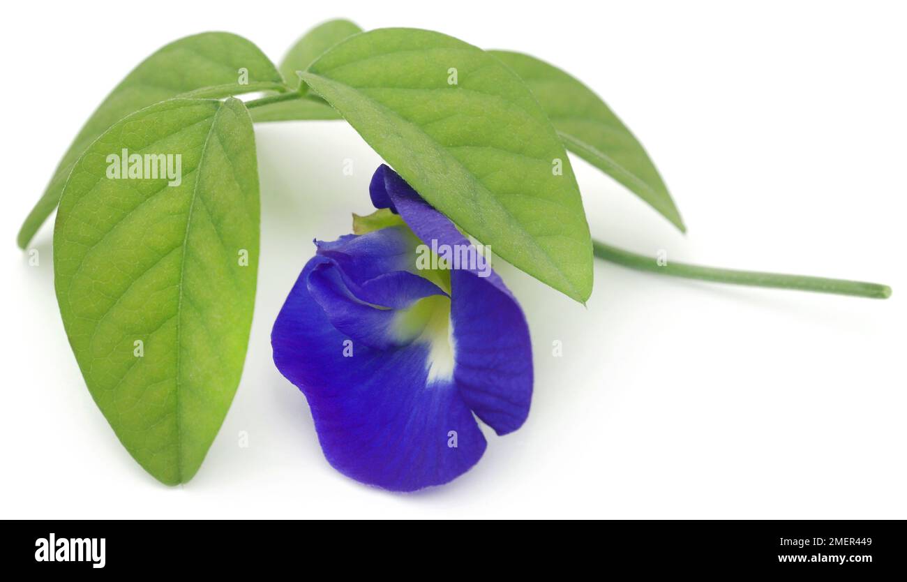 Clitoria ternatea ou aparajita bleue sur fond blanc Banque D'Images