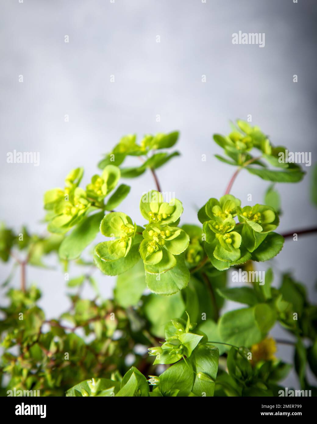 Euphorbia helioscopia. Fleurs de soleil. Gros plan. Banque D'Images