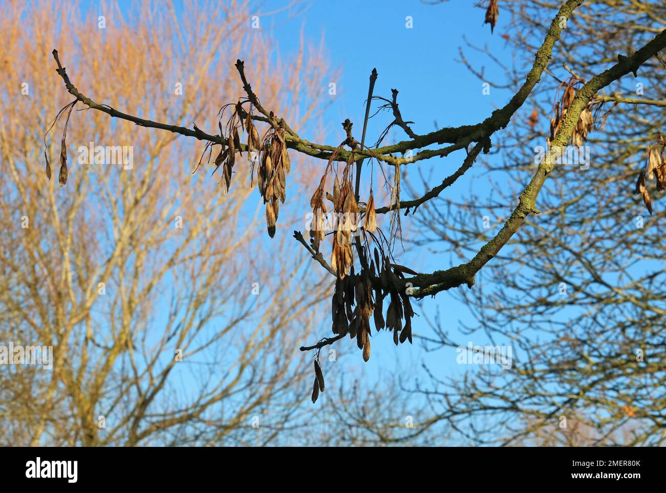 Les clés de frêne en hiver accrochées à l'arbre. Banque D'Images