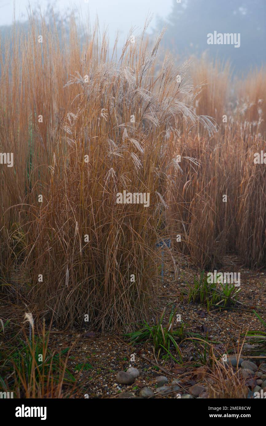 Miscanthus sinensis 'Gracilimus nanus'. Bordure d'herbe en hiver Banque D'Images