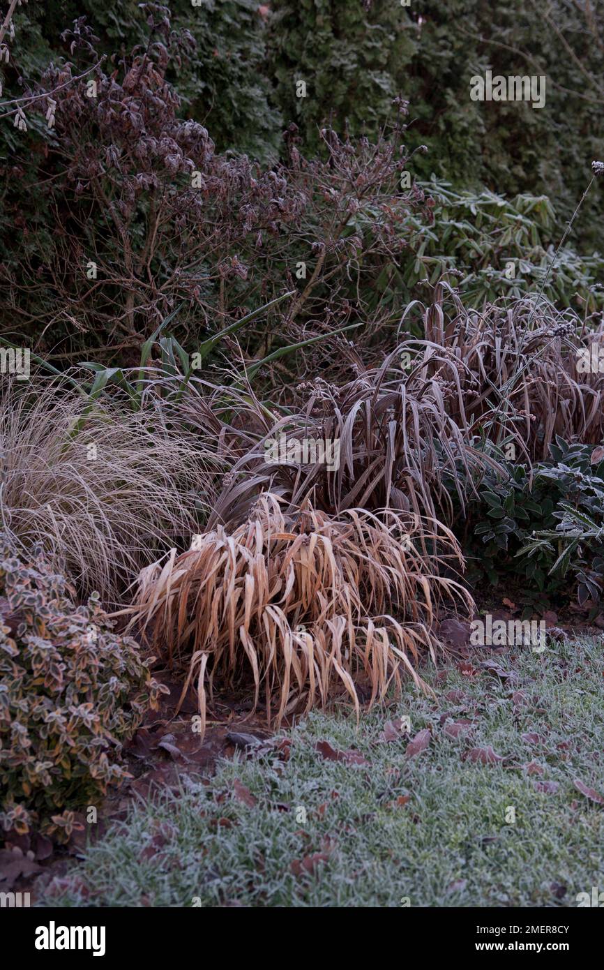 Bordure d'herbe en hiver Banque D'Images