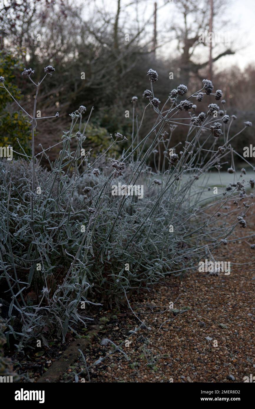 Verbena bonariensis (Purpletop Verbain) avec gel en hiver Banque D'Images