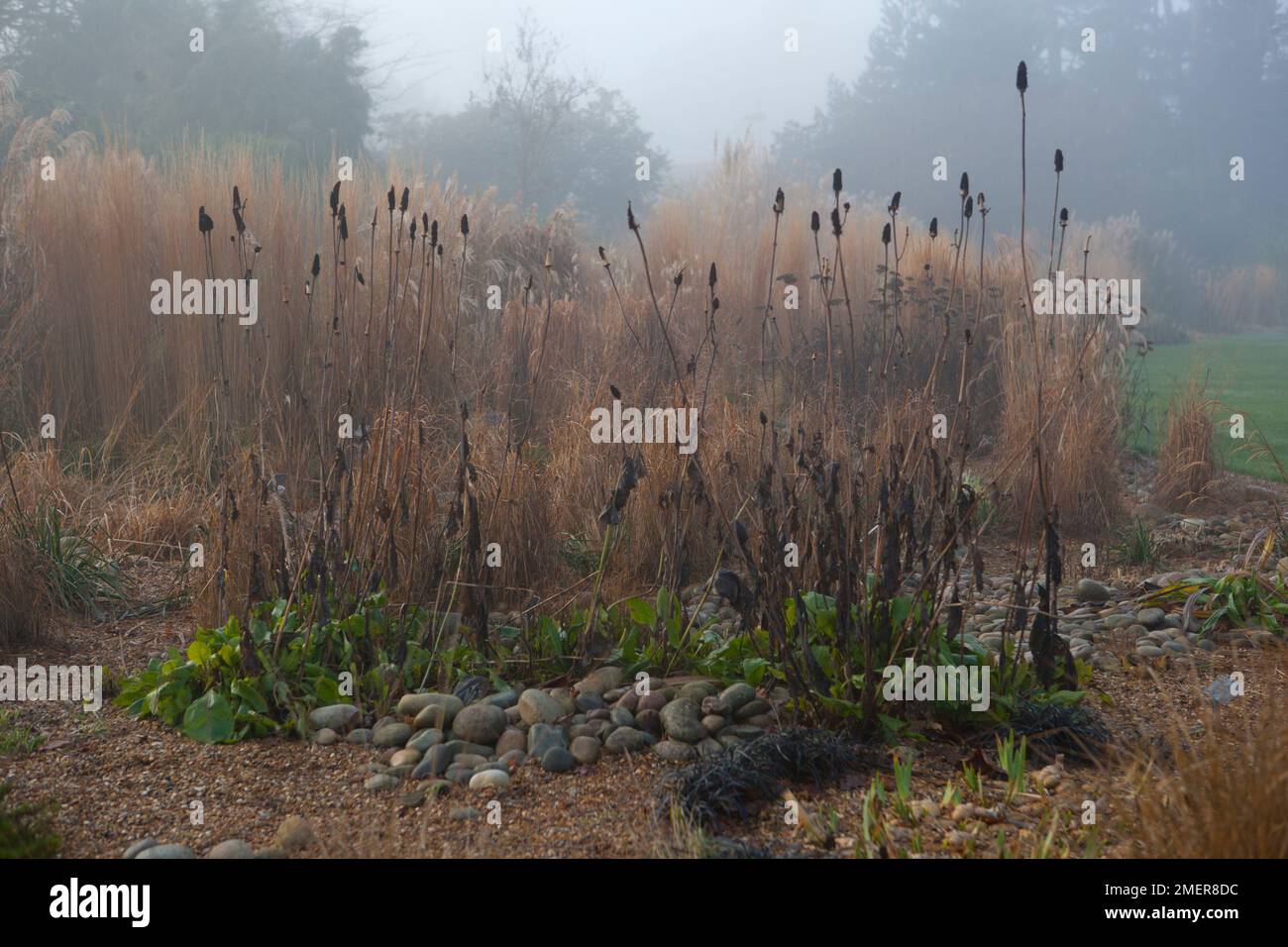 Têtes de semis de Rudbeckia maxima (Grand Coneflower) en hiver Banque D'Images