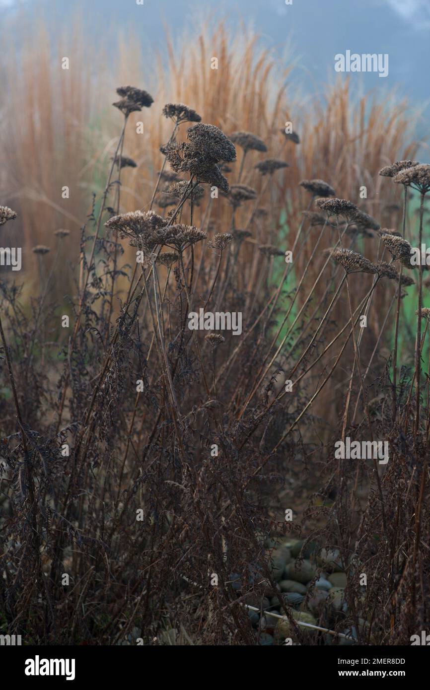 L'Achillea seedheads frontière en hiver avec les herbes Banque D'Images