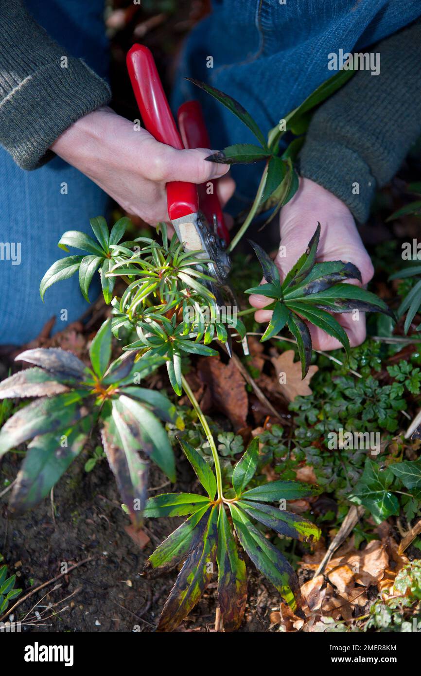 En coupant les hellébores vers l'arrière, en retirant les anciennes feuilles Banque D'Images