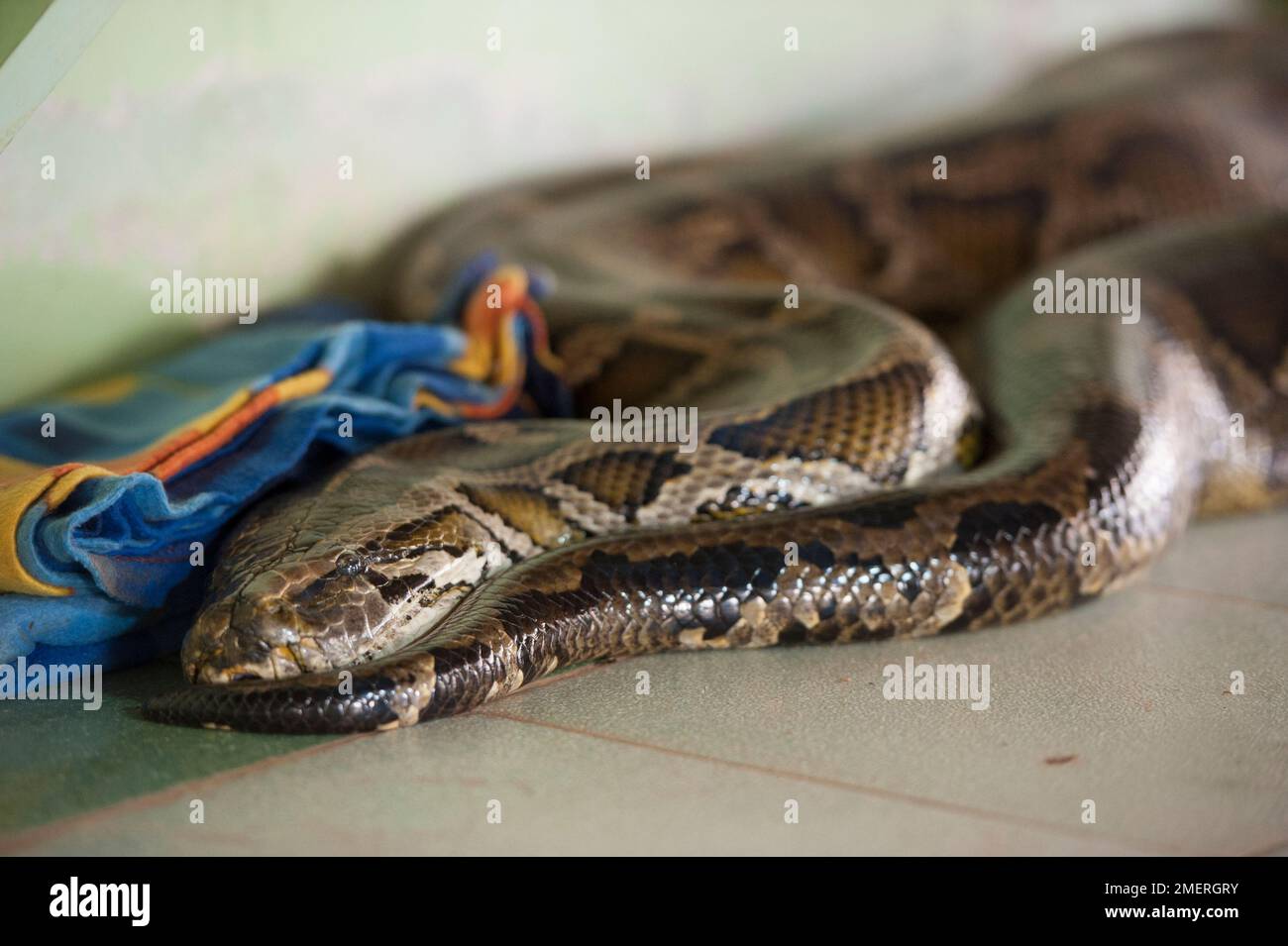 Myanmar, Division Bago, Bago, Monastère du serpent (Boa) Banque D'Images
