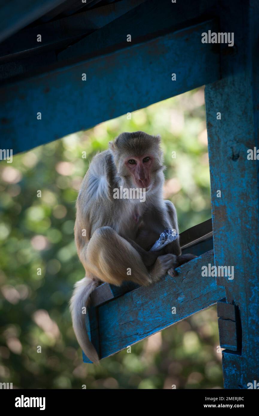 Myanmar, Birmanie occidentale, Bagan, Mont Popa, singe Banque D'Images