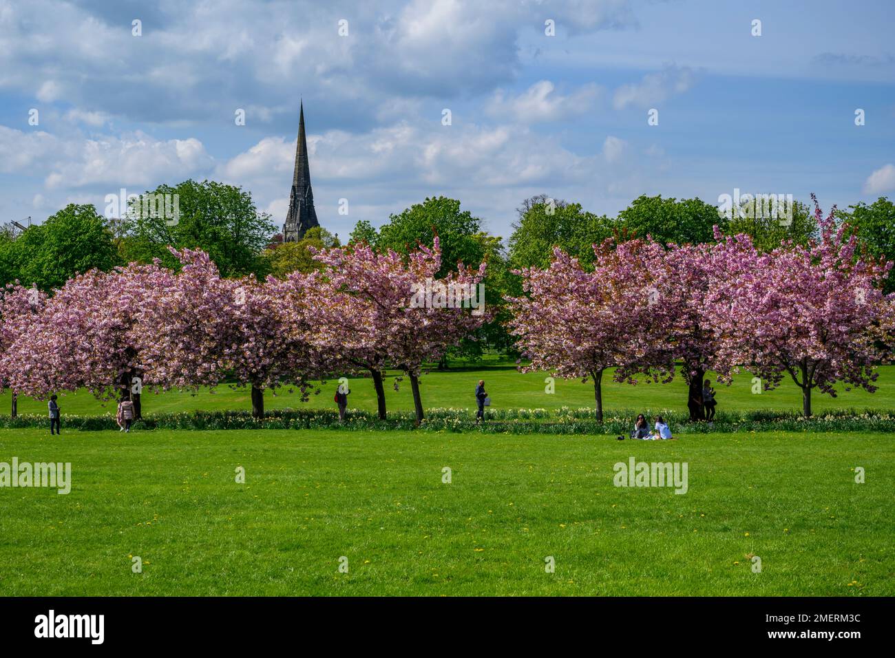 Pittoresque parc arboré avenue (fleur rose colorée en fleur, détente de la journée des visiteurs, ciel bleu, chapelle) - The Stray, Harrogate, Angleterre, Royaume-Uni. Banque D'Images
