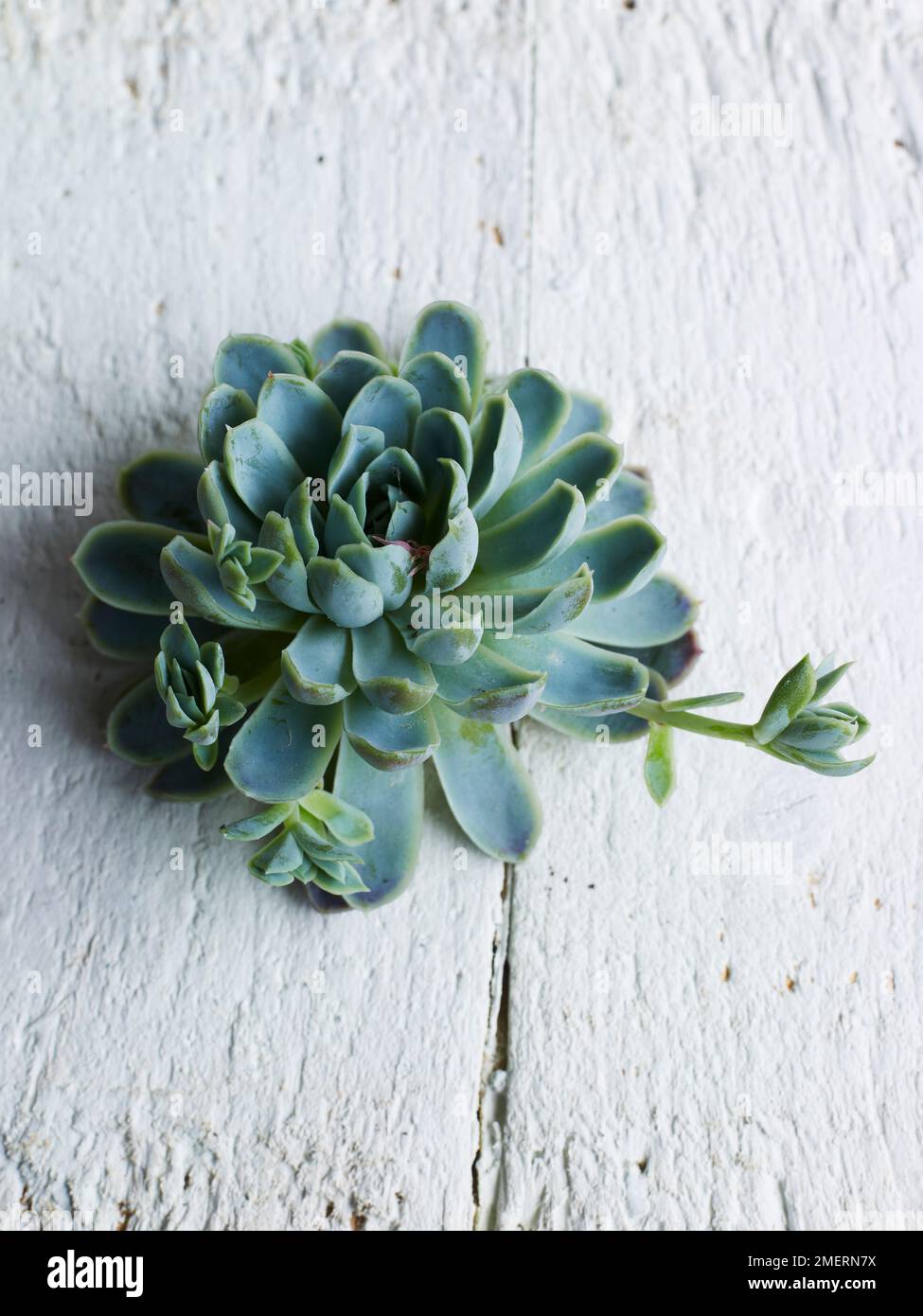 Plante succulente Banque D'Images