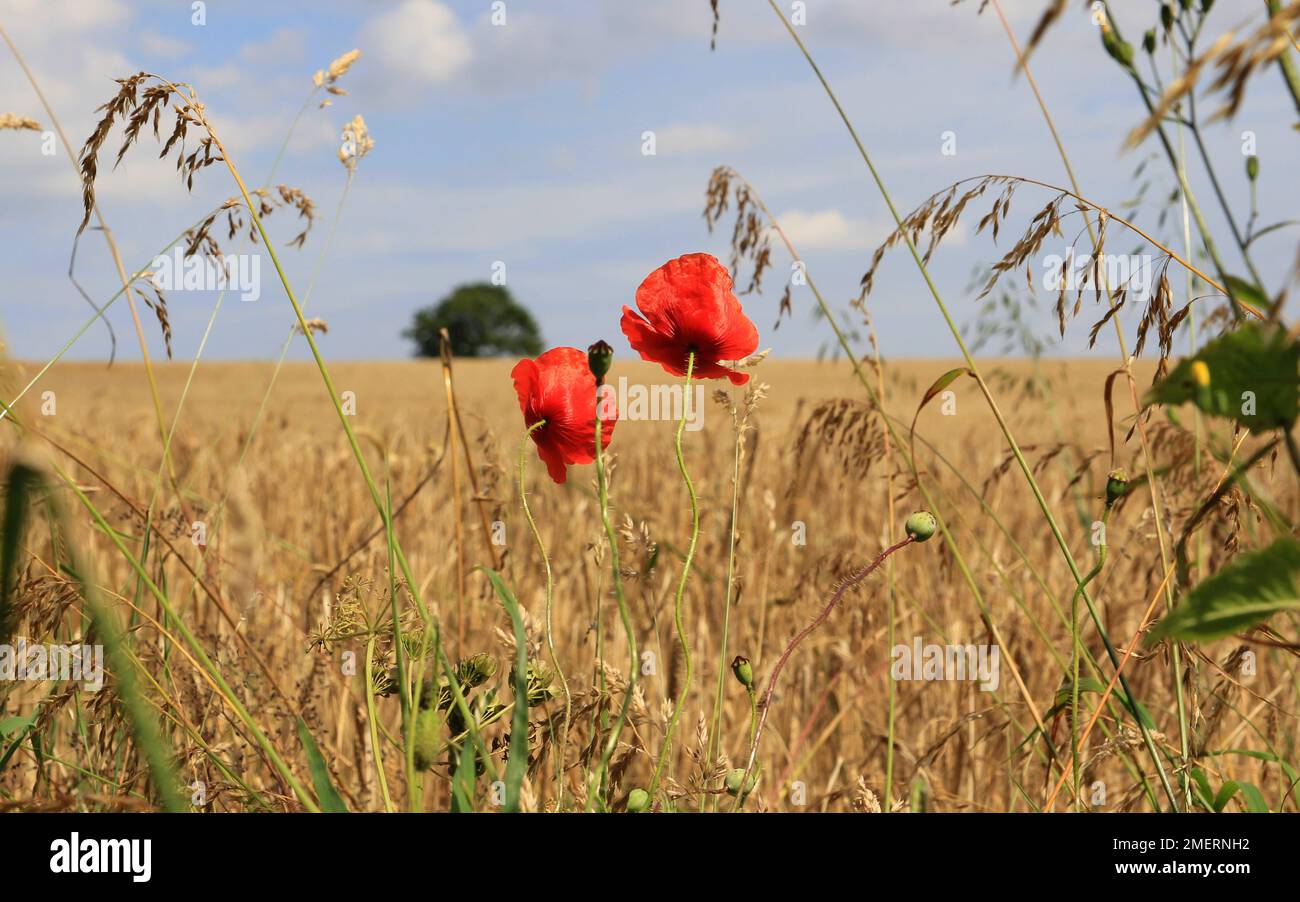 Coquelicots à côté des champs de blé de Norfolk, Angleterre Banque D'Images