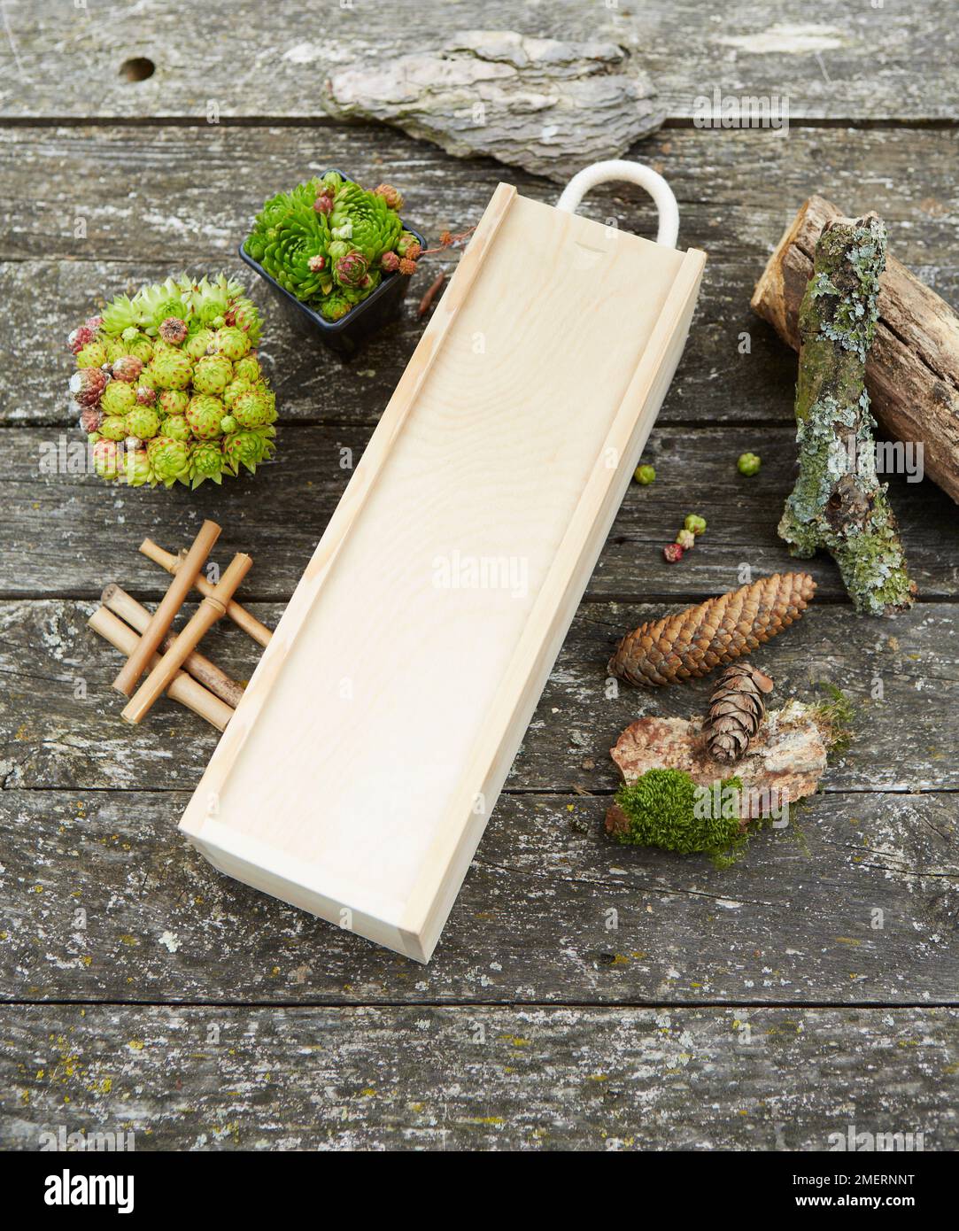 Hôtel insecte fait d'une bouteille de vin, de succulents, de cônes de pin et de bois Banque D'Images