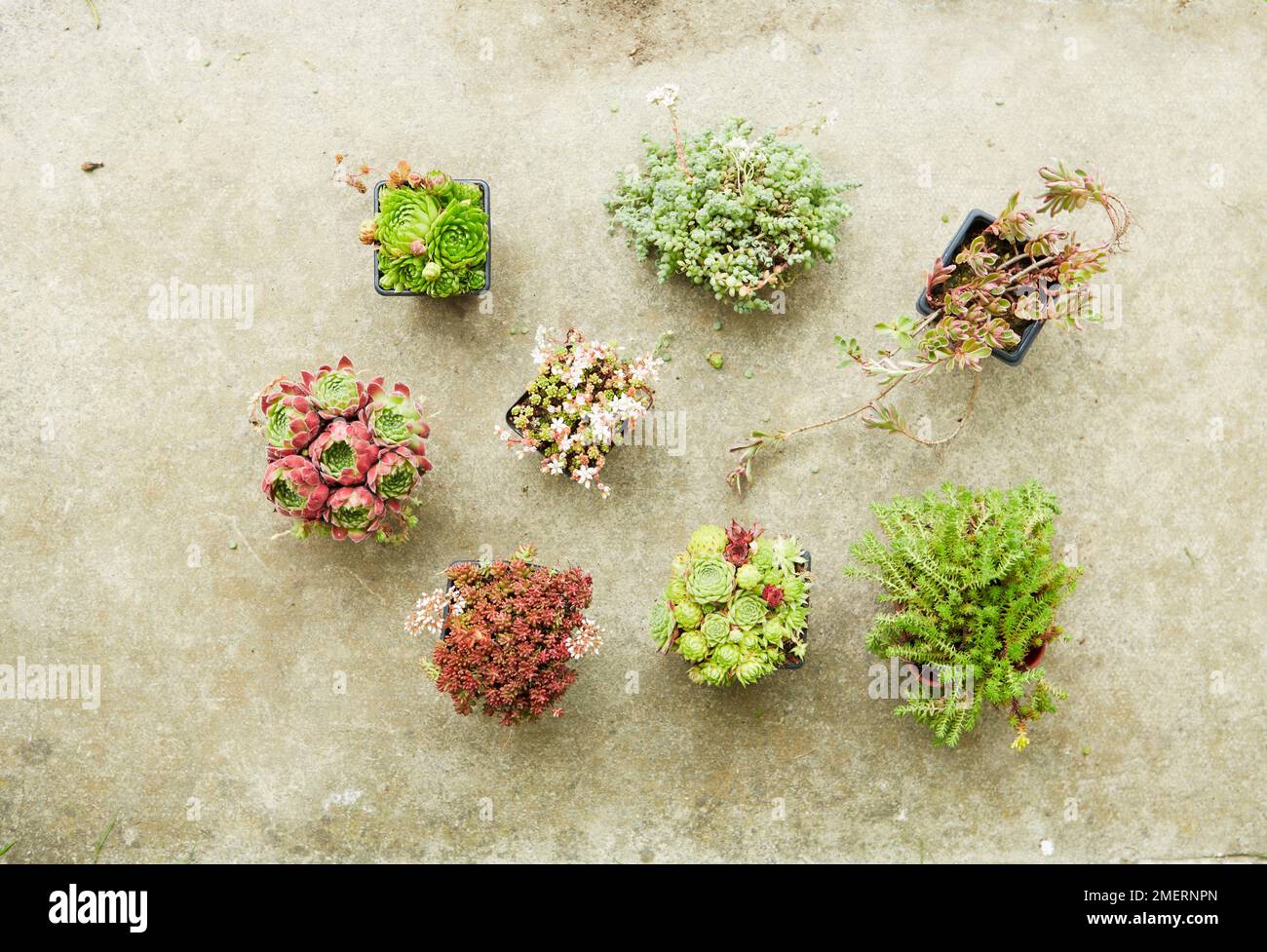 Sélection de succulents en pots, y compris Sempervivum et Sedum Banque D'Images