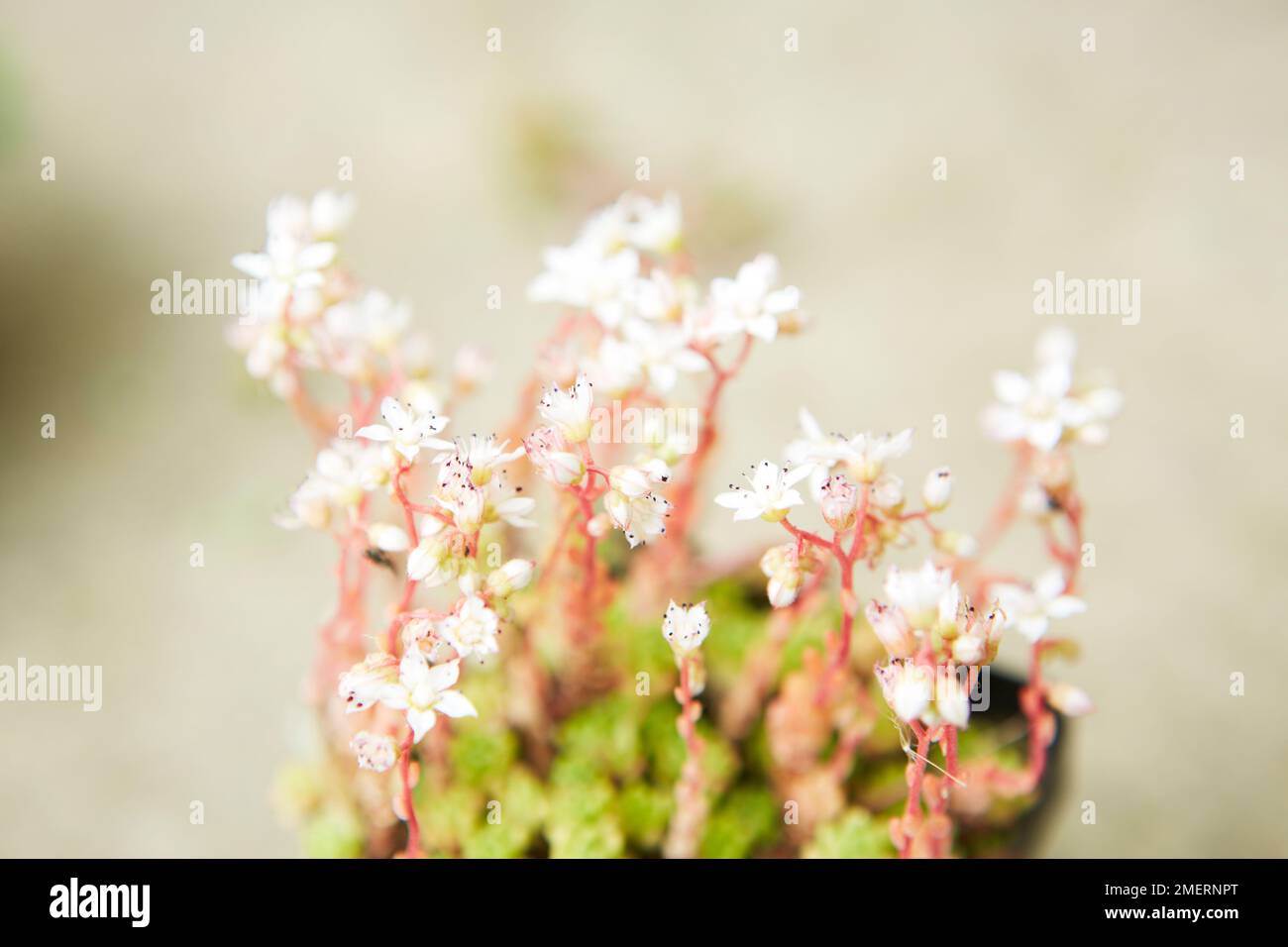 Plante succulente, Sedum brevifolia Banque D'Images