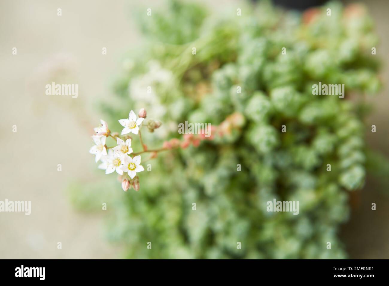 Fleur de plante succulente, Sedum dasyphyllum Banque D'Images