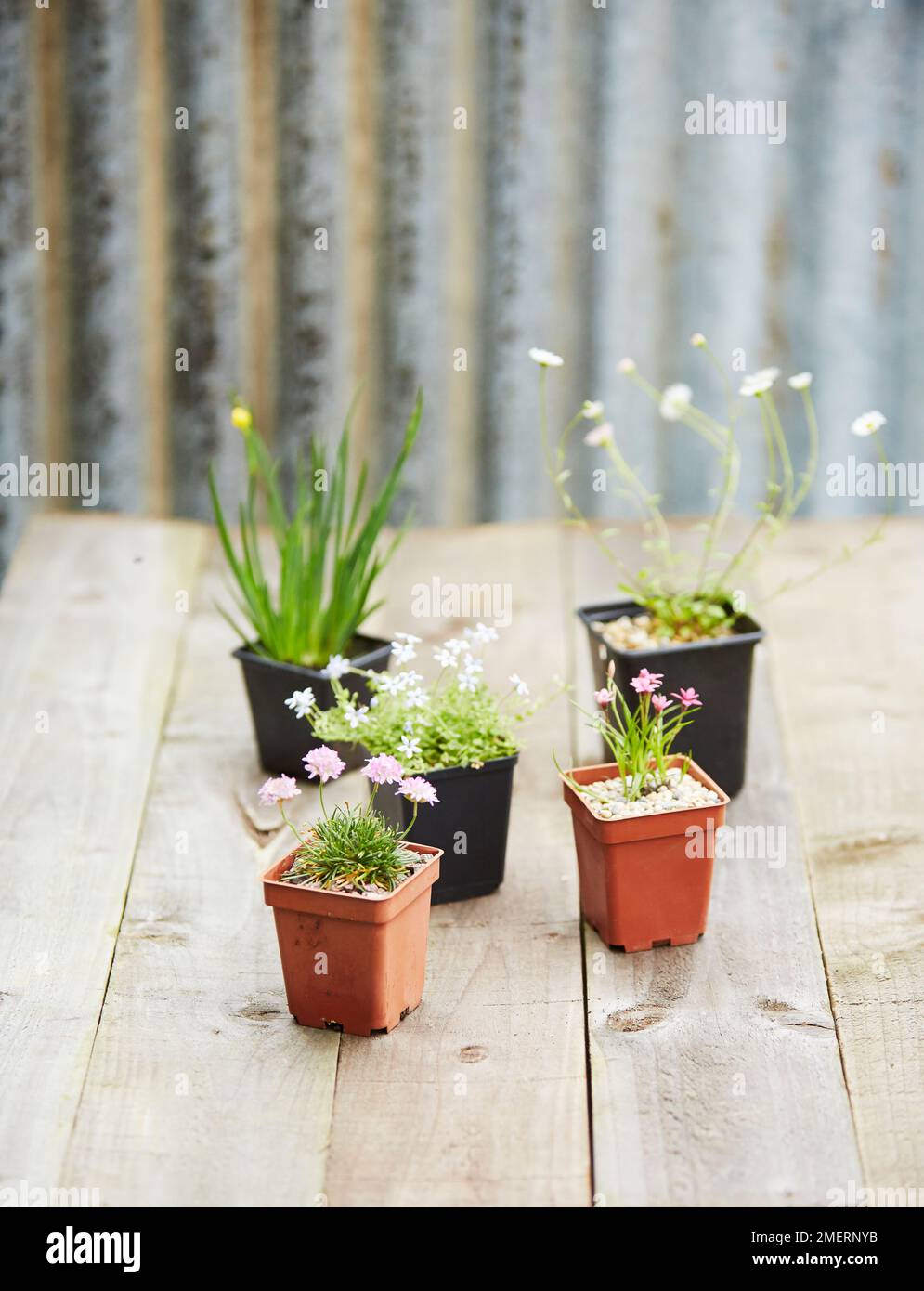 Sélection de plantes alpines, Armeria juniperifolia 'variété Bevan', Erigeron karvinskianus, Pratia peduncularis, Rhodohypoxis deflexa, Sisyrinchium californicum 'Brachypus' Banque D'Images Sélection de plantes alpines, Armeria juniperifolia 'variété Bevan', Erigeron karvinskianus, Pratia peduncularis, Rhodohypoxis deflexa, Sisyrinchium californicum 'Brachypus' Banque D'Images
