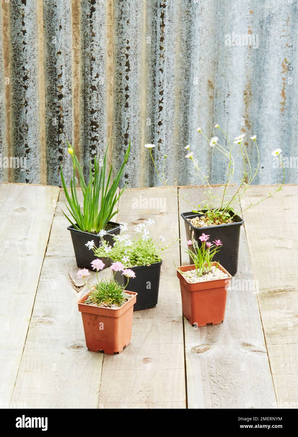 Sélection de plantes alpines, Armeria juniperifolia 'variété Bevan', Erigeron karvinskianus, Pratia peduncularis, Rhodohypoxis deflexa, Sisyrinchium californicum 'Brachypus' Banque D'Images Sélection de plantes alpines, Armeria juniperifolia 'variété Bevan', Erigeron karvinskianus, Pratia peduncularis, Rhodohypoxis deflexa, Sisyrinchium californicum 'Brachypus' Banque D'Images