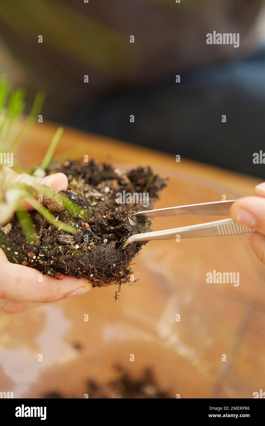Bonsaï instantané, Pinus thunbergii (PIN noir japonais), éliminant l'excès de sol des racines Banque D'Images