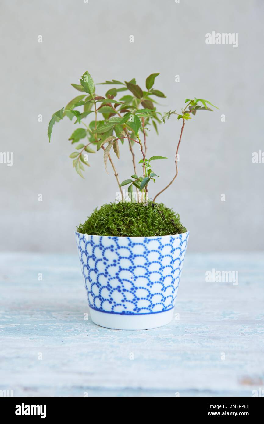 Plante dans une tasse de thé recouverte de mousse, Rhus sucdeana (Sumac japonais) Banque D'Images