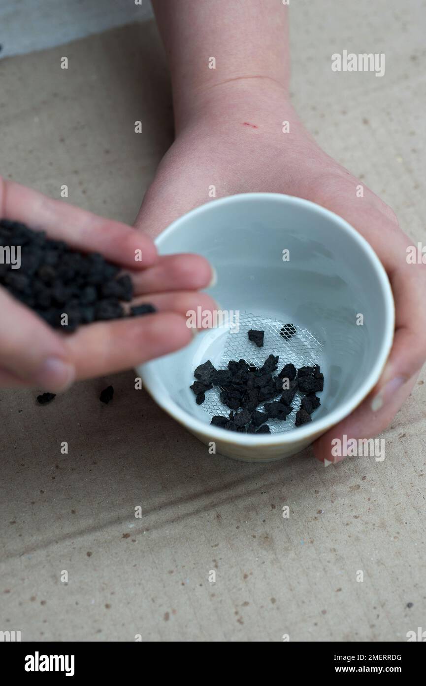 Ajout de particules de roche de lave noire au pot Banque D'Images