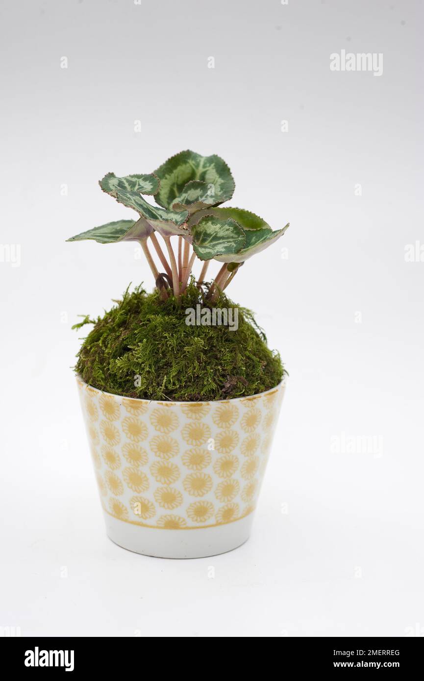Pot de mousse contenant de l'hederifolium de Cyclamen Banque D'Images