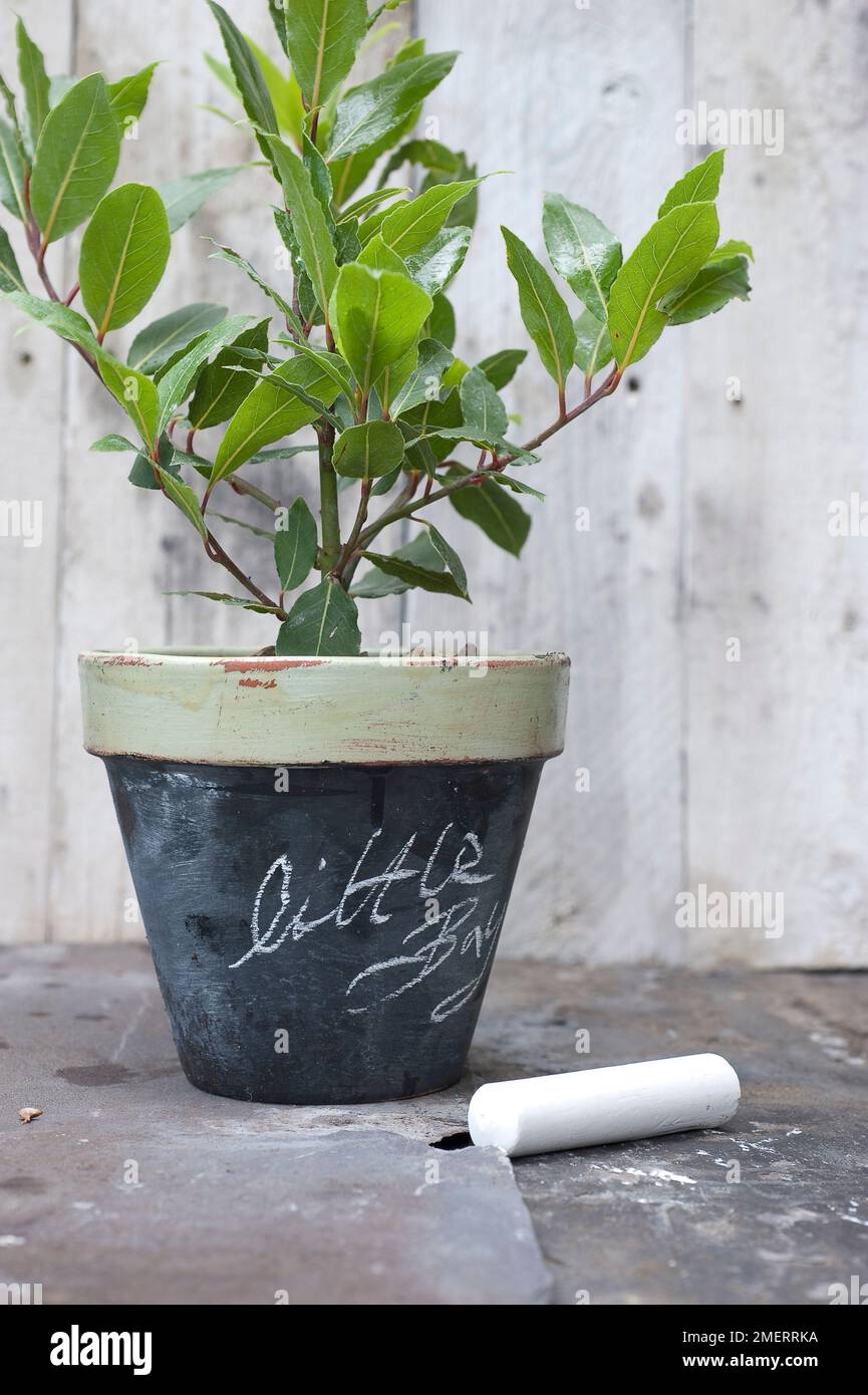 Pot de fleurs peint avec peinture de tableau noir contenant un arbre de baie Banque D'Images