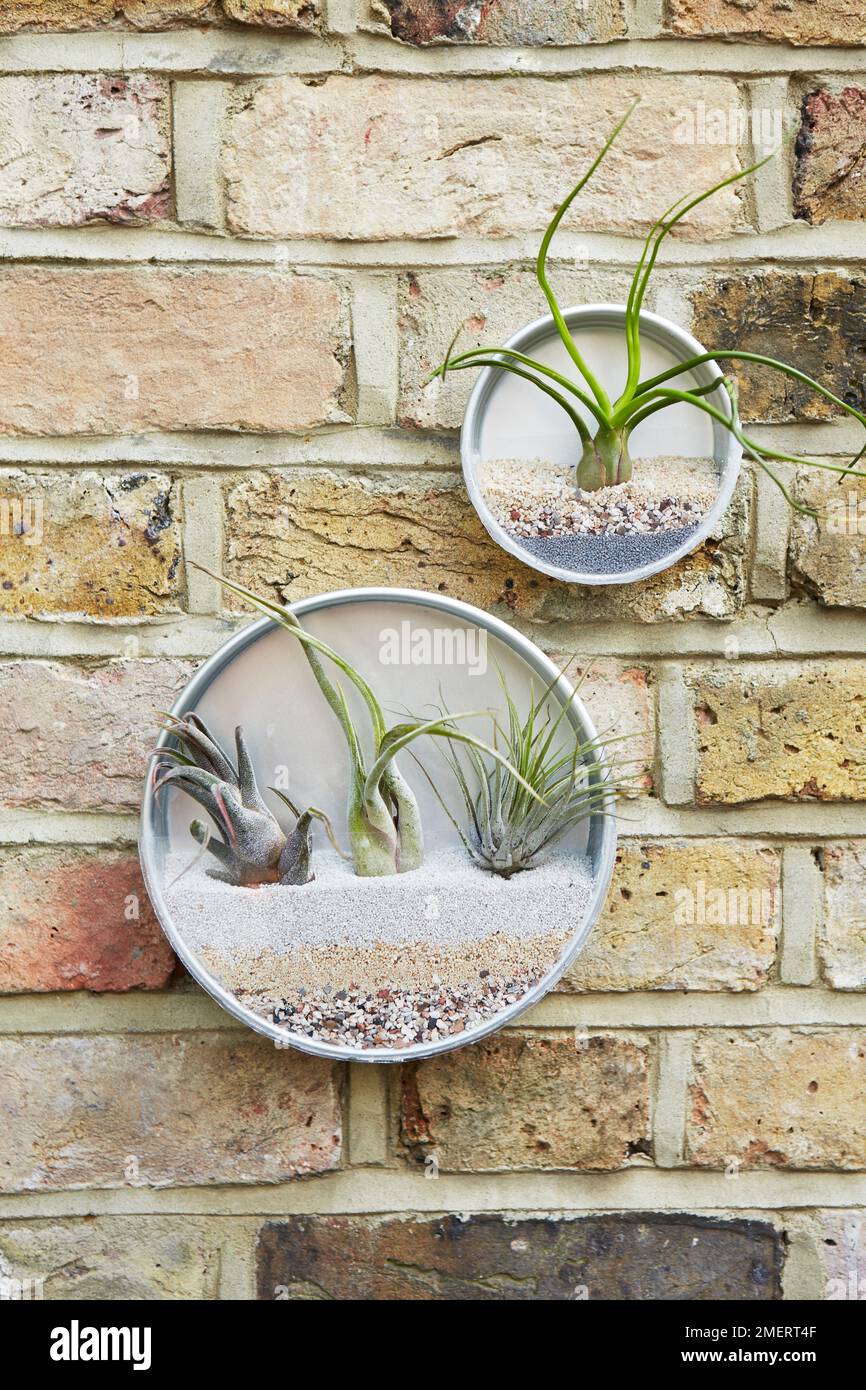 Canisters d'Airplant suspendus au mur Banque D'Images