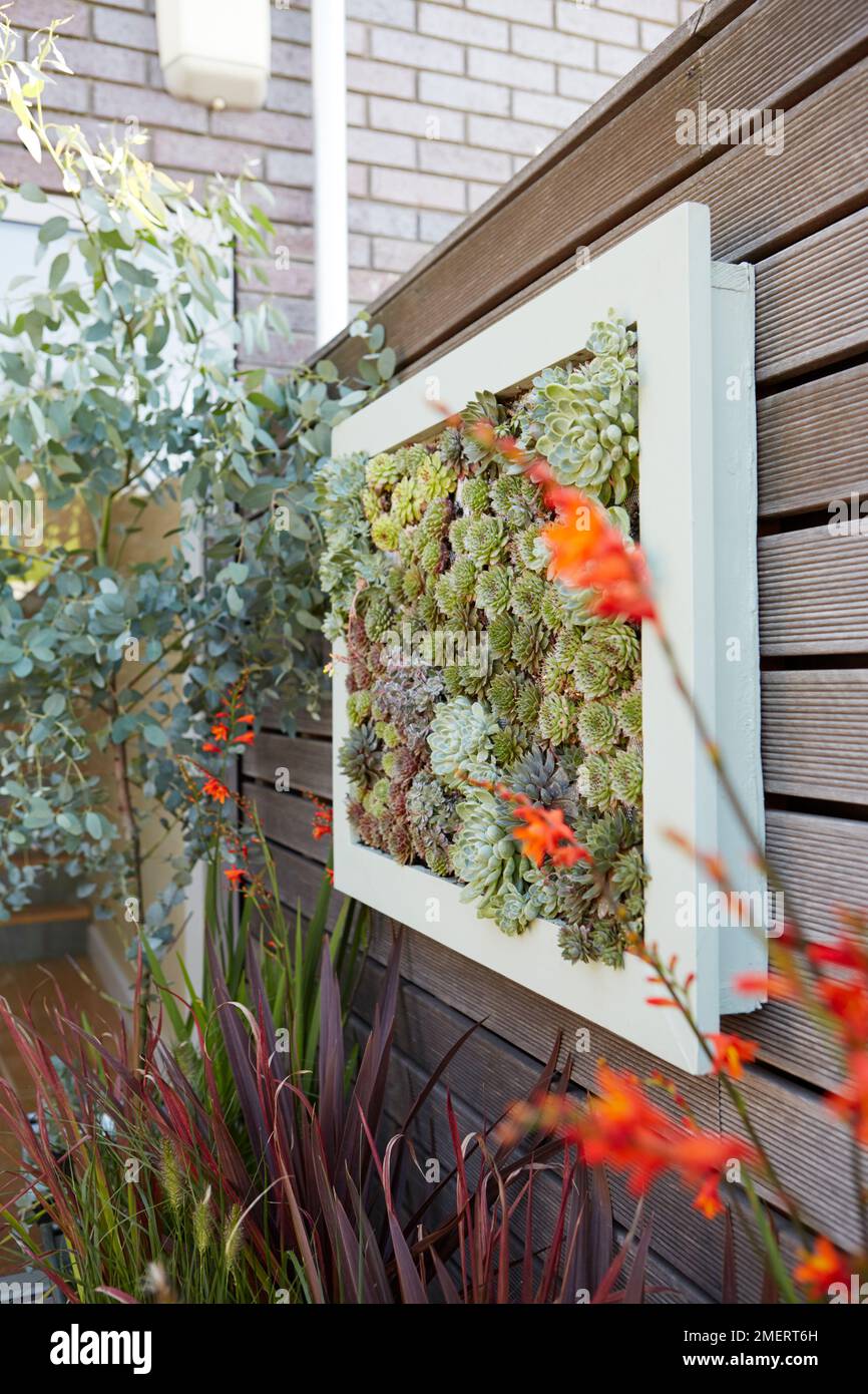 Cadre photo de vie succulent accroché au mur Banque D'Images