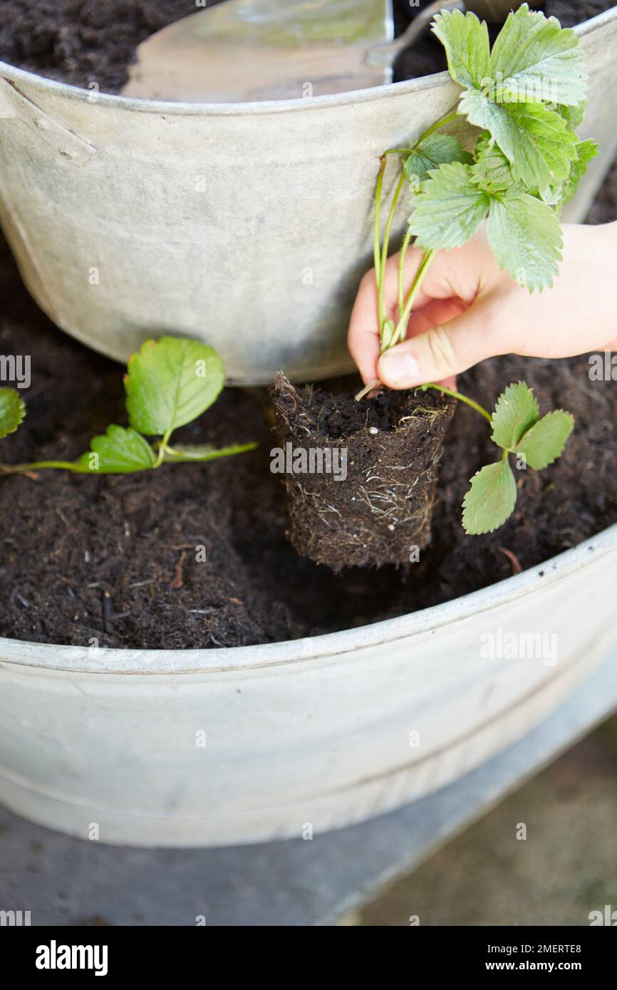 Plantation de fraises dans un bain d'acier galvanisé d'époque Banque D'Images