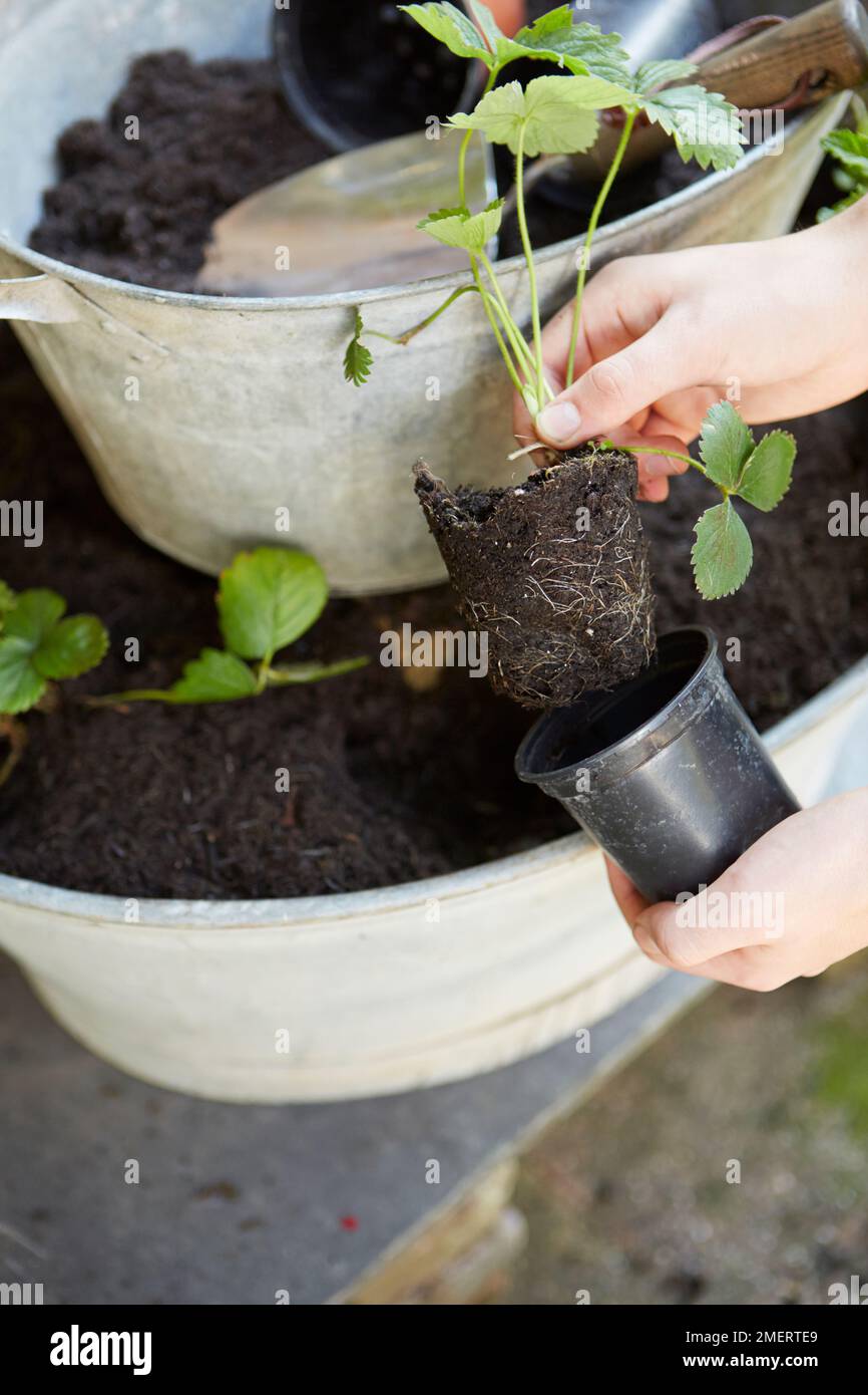 Plantation de fraises dans un bain d'acier galvanisé d'époque Banque D'Images