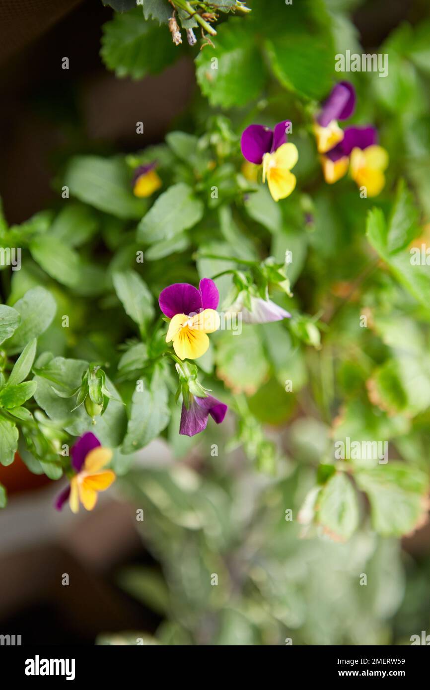 Fleurs - plantes de balcon Banque D'Images