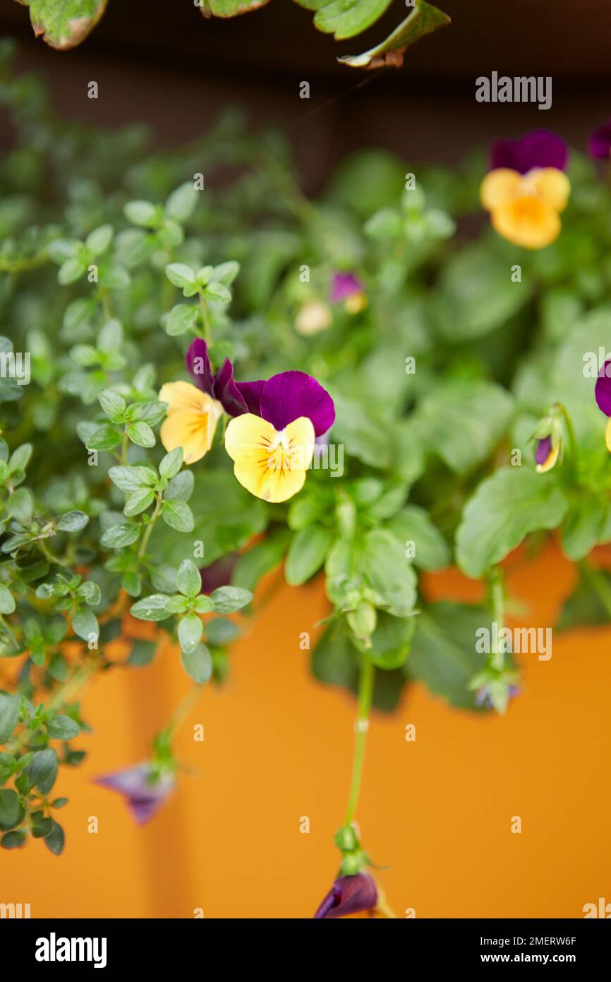 Fleurs dans un mur suspendu sur le balcon Banque D'Images