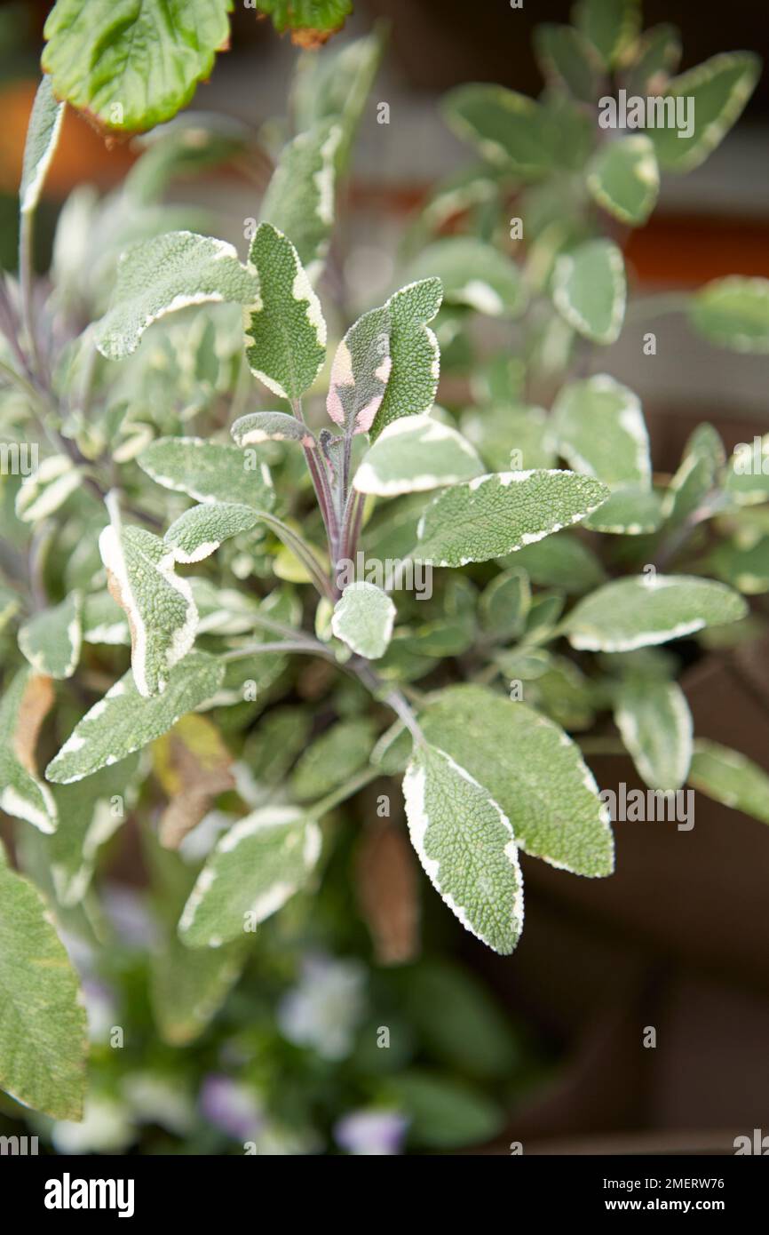 Sauge Banque D'Images