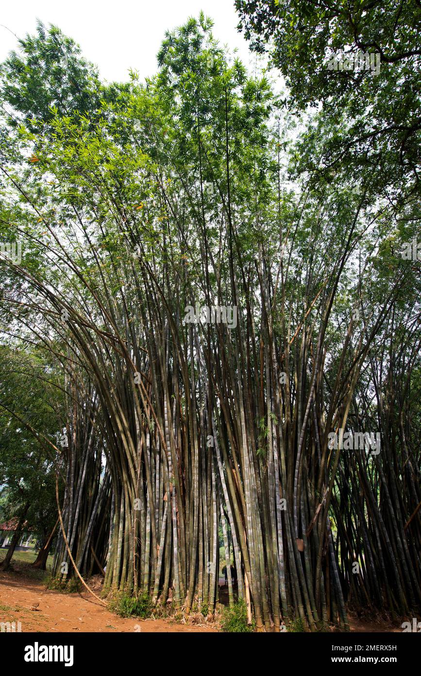 Province centrale, bambous géants, Peradeniya, Jardins botaniques de Peradeniya, Sri Lanka Banque D'Images