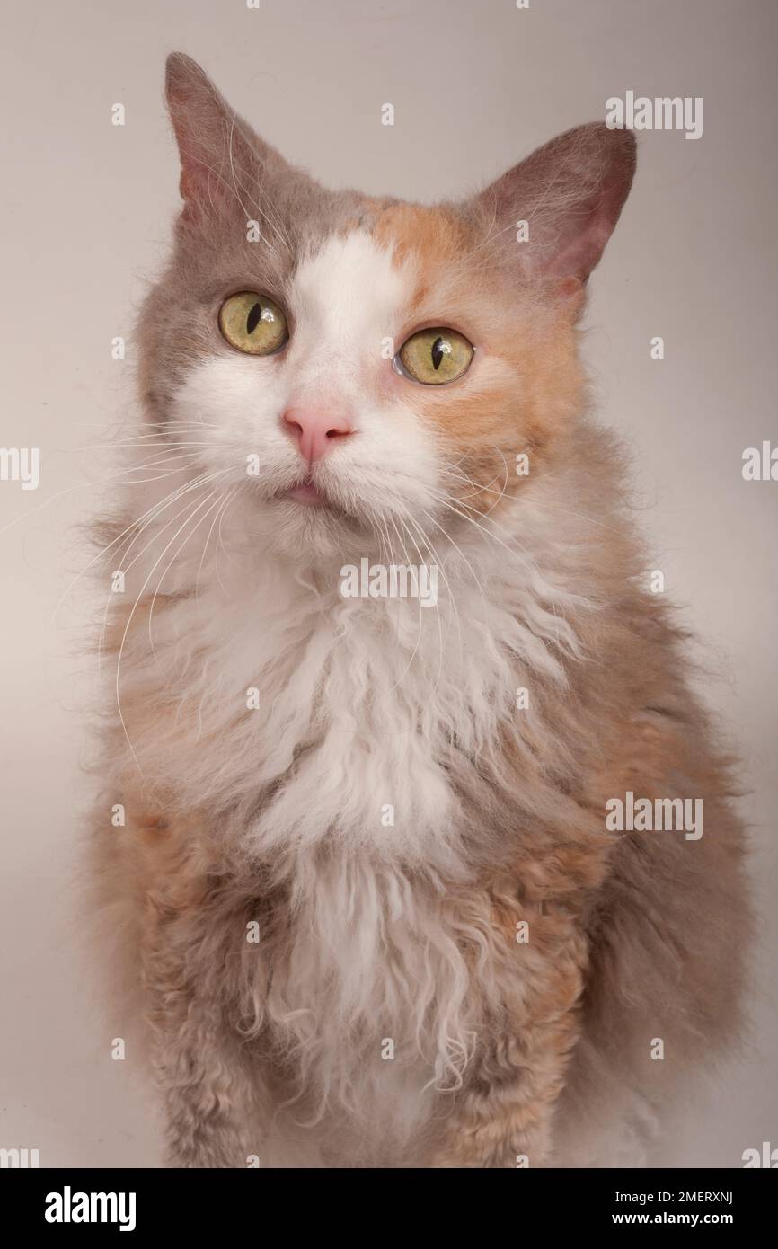 Laperm Longhair Cat Banque D'Images