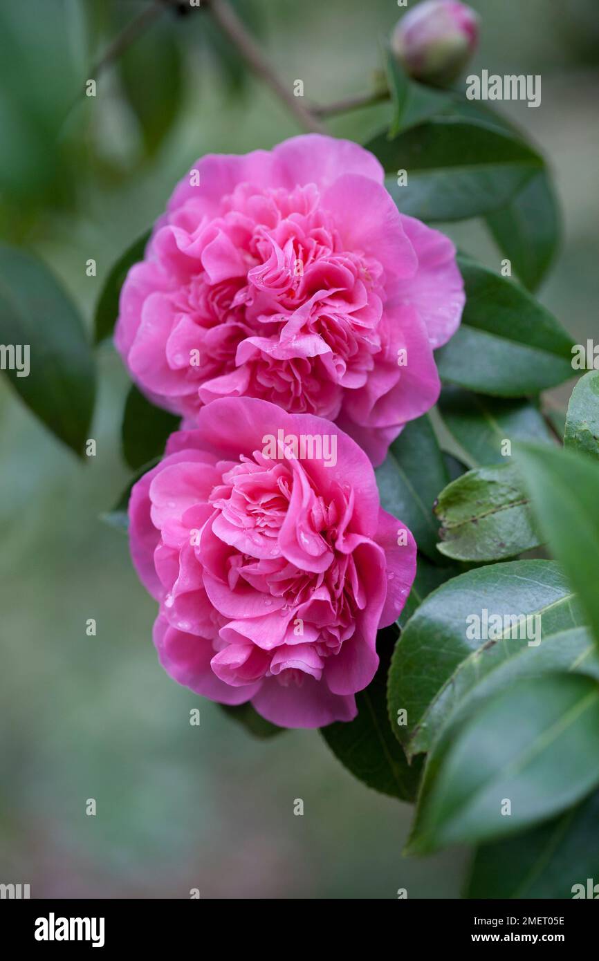 Camellia x williamsii 'Debbie' Banque D'Images