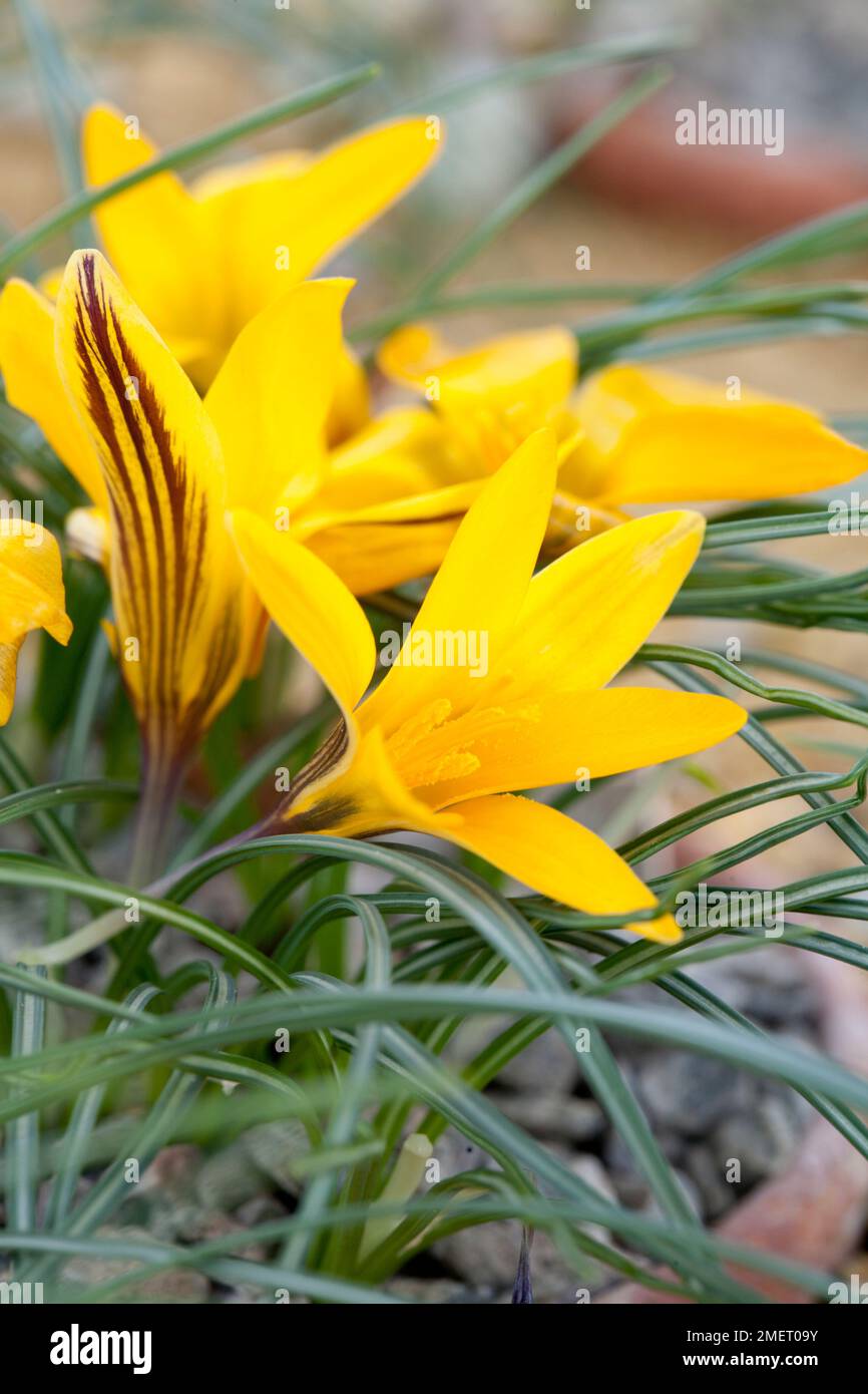 Crocus angustifolius Banque D'Images