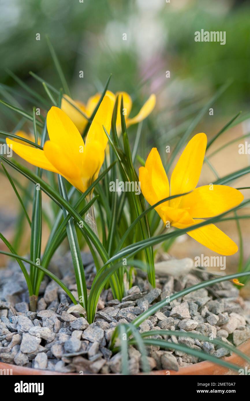 Crocus x luteus 'jaune d'or' Banque D'Images