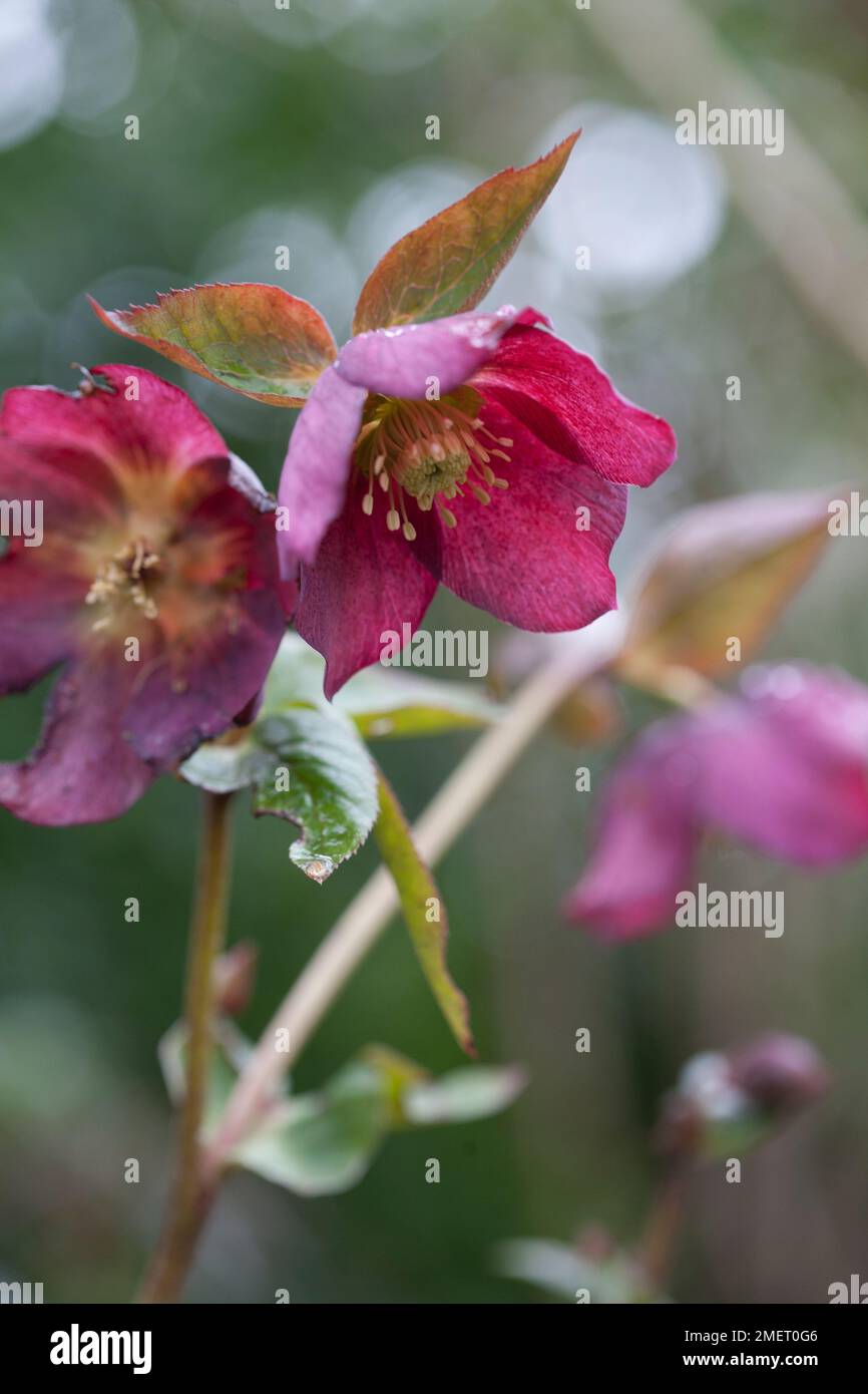 Helleborus x hybrida Banque D'Images