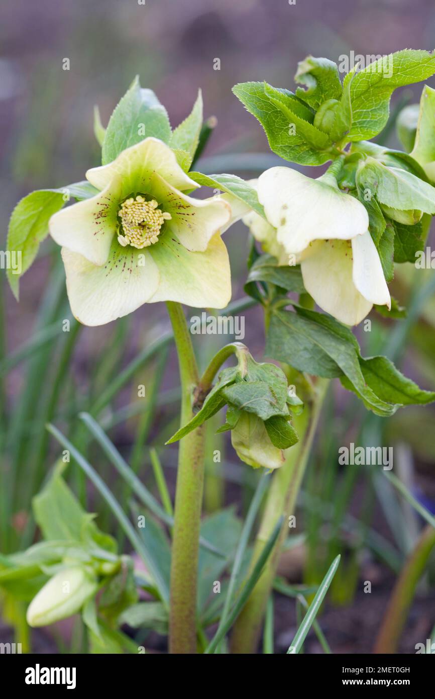 Helleborus x hybridus 'Yellow Lady' (série Lady) Banque D'Images