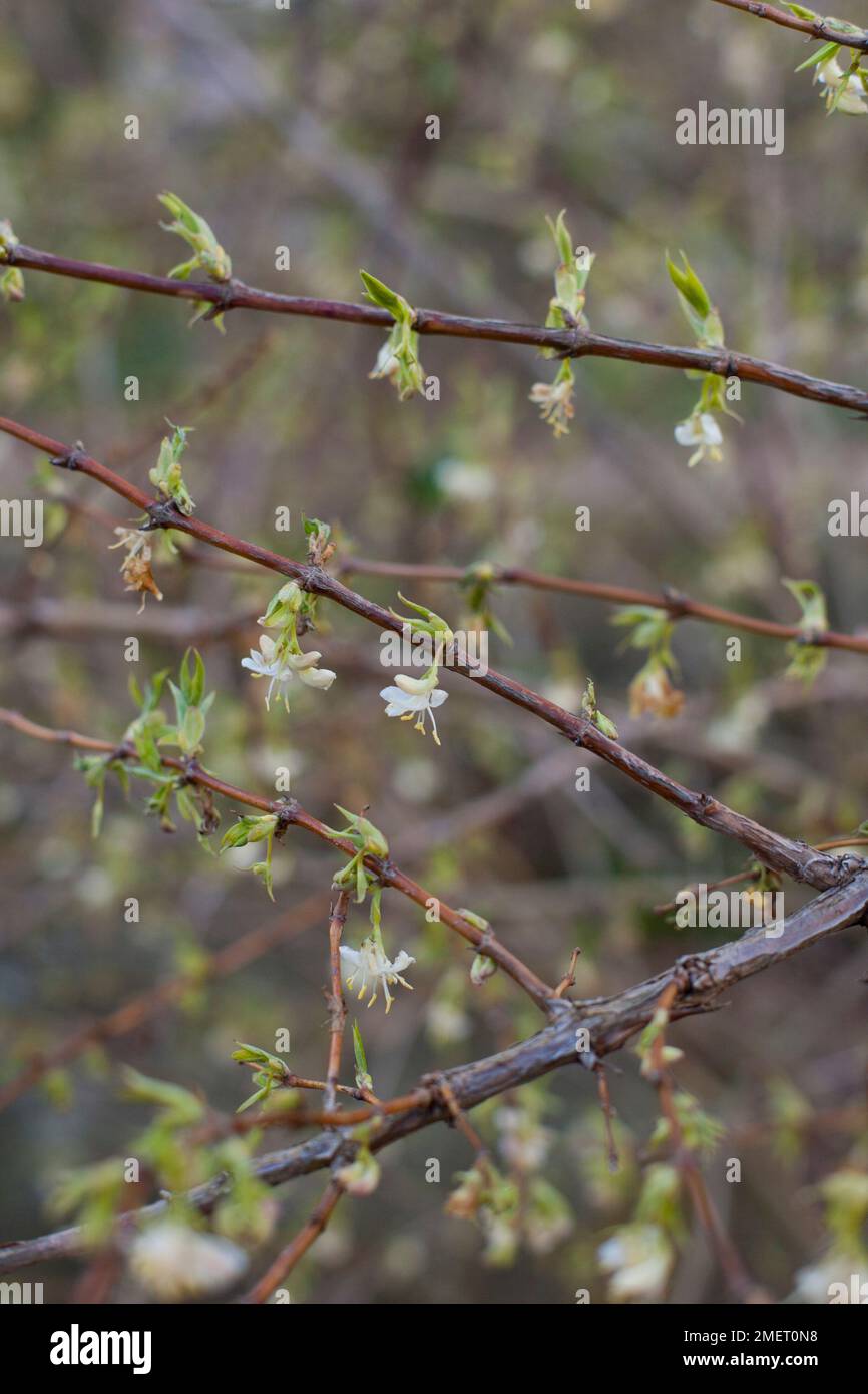 Lonicera x purpusii 'Winter Beauty' Banque D'Images