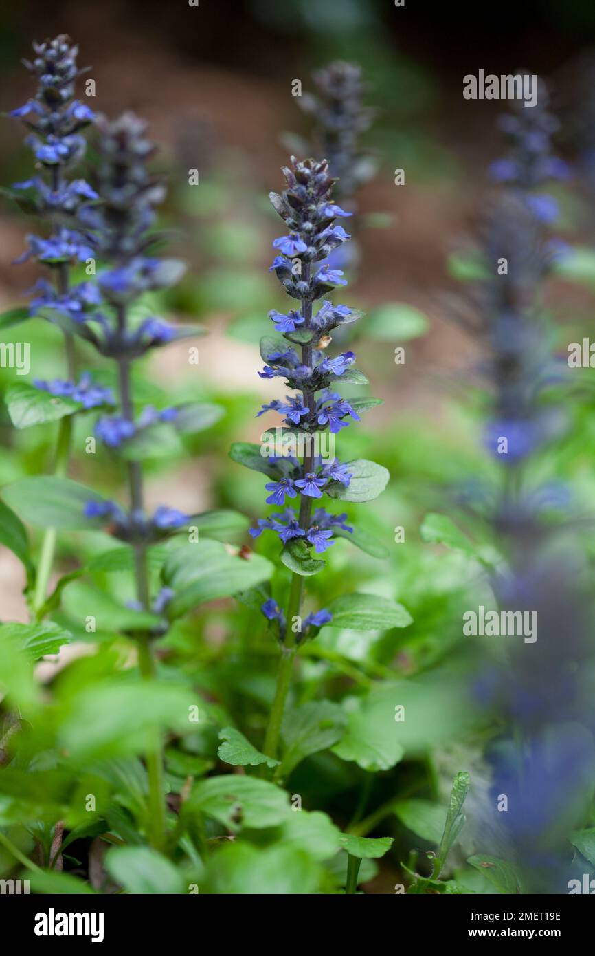 Ajuga pyramidalis Banque D'Images