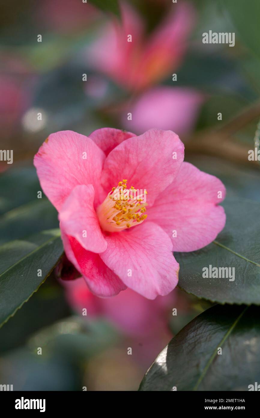 Camellia 'Cornish Spring' (cuspidata x japonica) Banque D'Images