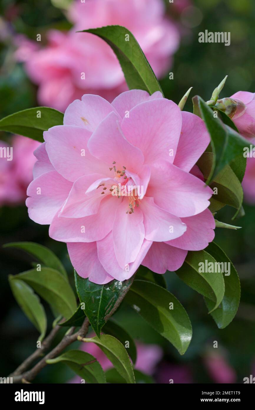 Camellia x williamsii 'aintiness' Banque D'Images