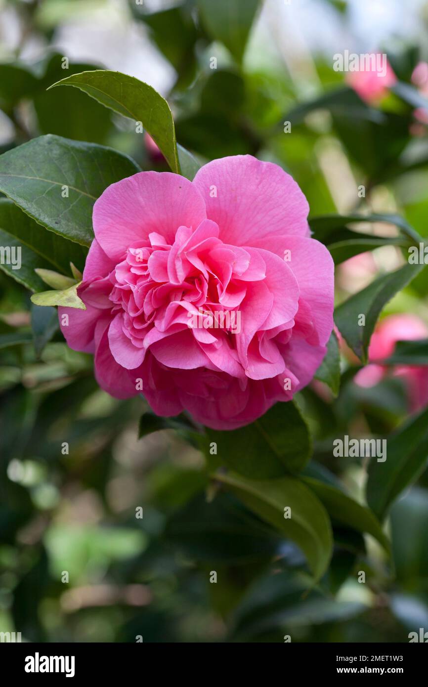 Camellia x williamsii 'Debbie' Banque D'Images
