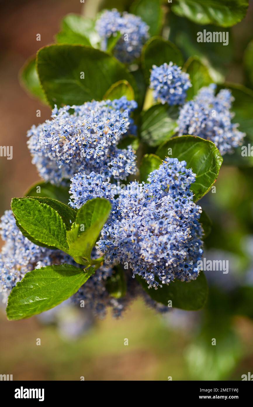 Ceanothus arboreus 'bleu de Trewithen' (lilas californien) Banque D'Images