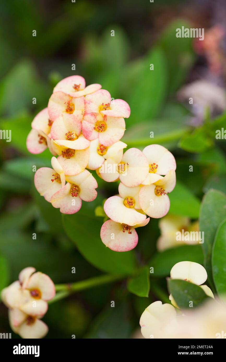 Euphorbia milii (Couronne des Thorns, Christ Plant), jaune Banque D'Images