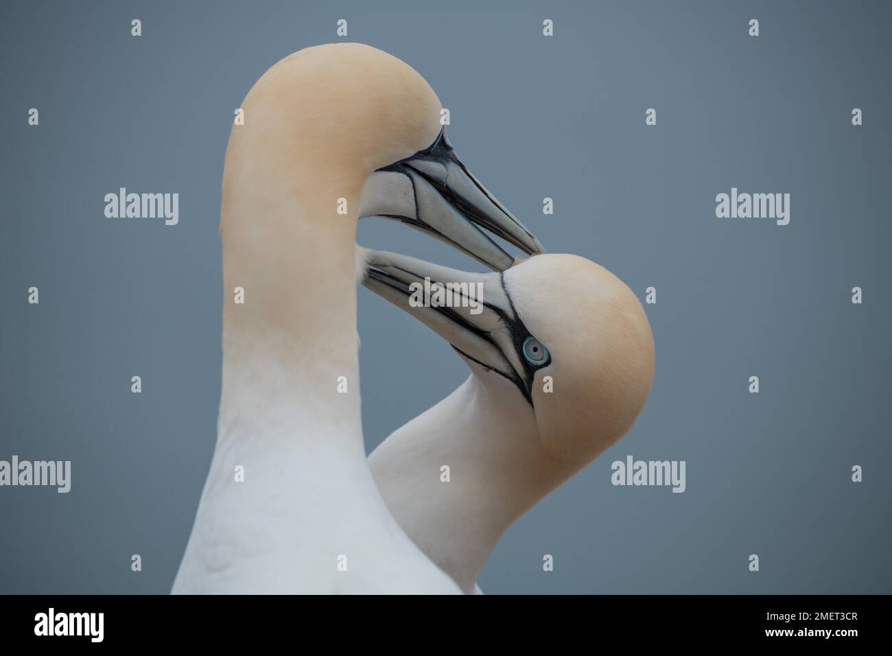 Gantet du Nord (Morus bassanus), soins de plumage mutuel, rituel de la cour, Helgoland, Schleswig-Holstein, Allemagne Banque D'Images